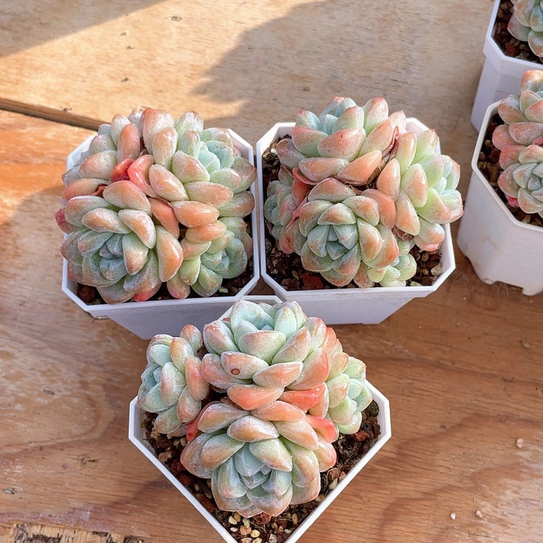 多肉植物多肉植物