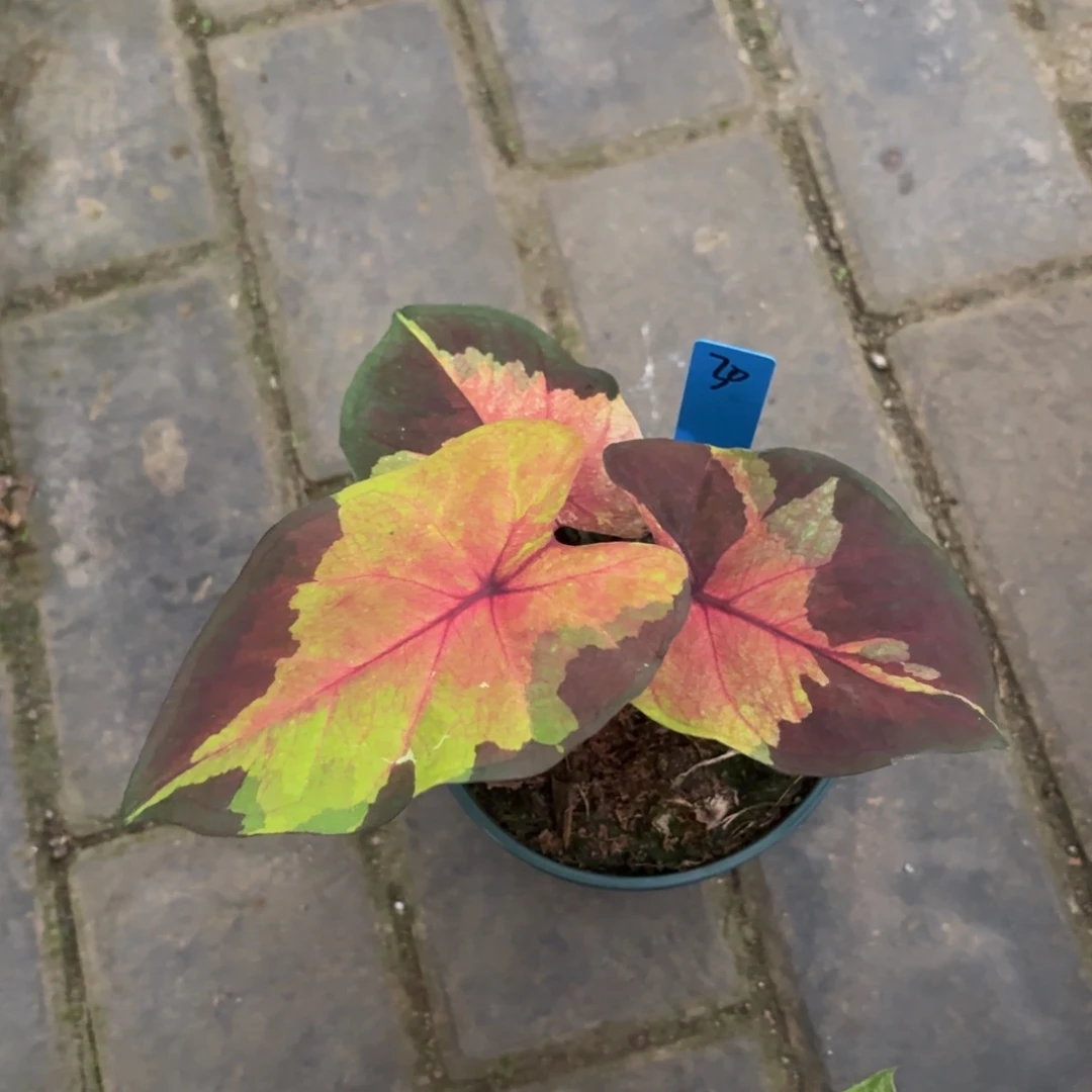 那***？落日天空泰国彩叶芋30-1010