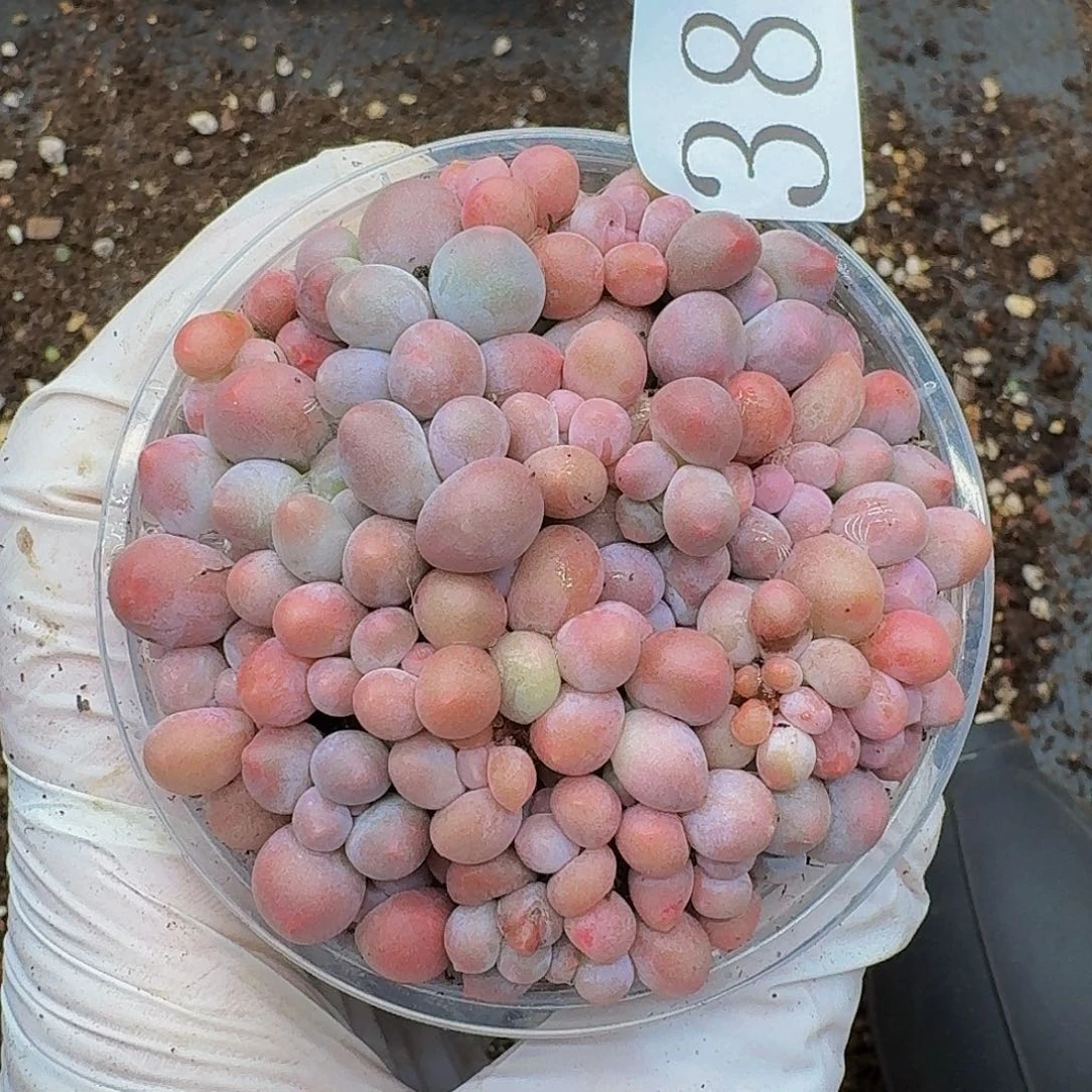 多肉植物多肉植物389