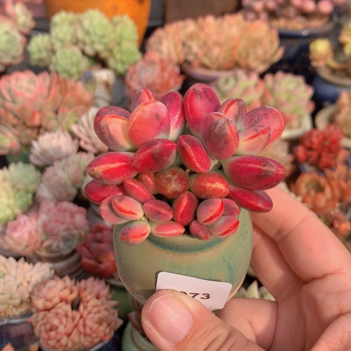 一物一拍含盆土满38包邮C073