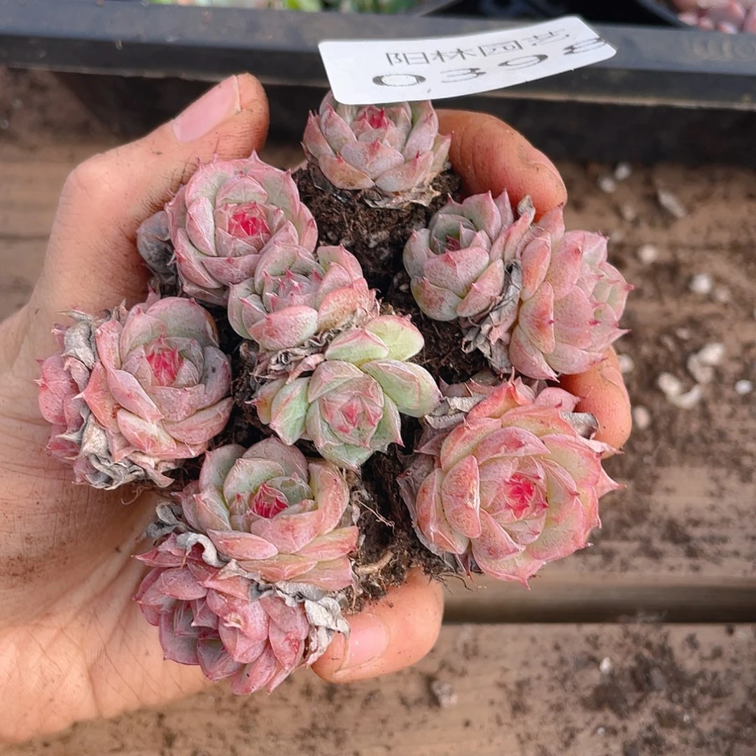 多肉植物多肉植物398
