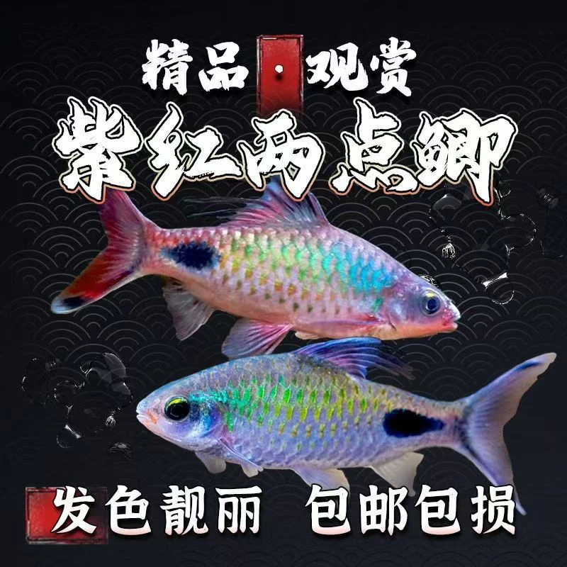 紫红两点鲫鱼苗原生道金斯鲃溪流鱼群游耐寒原生缸养鱼鱼观赏鱼
