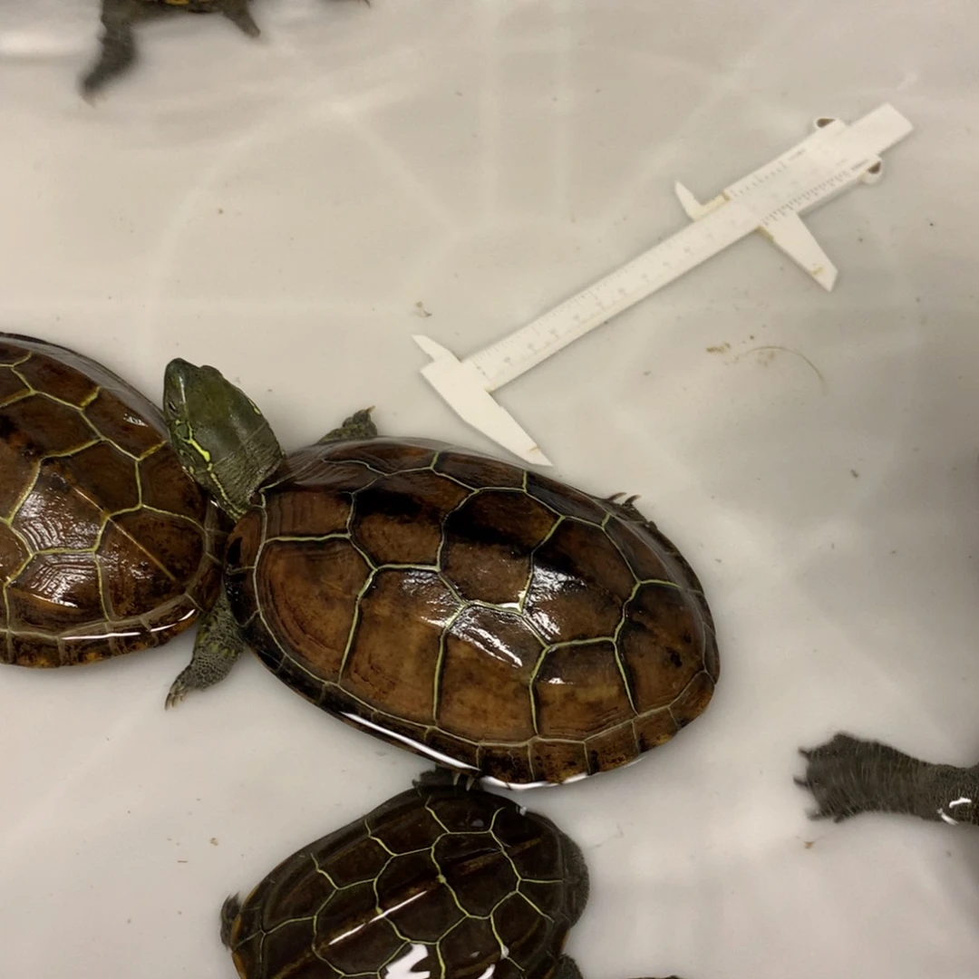 中华草龟母苏北草