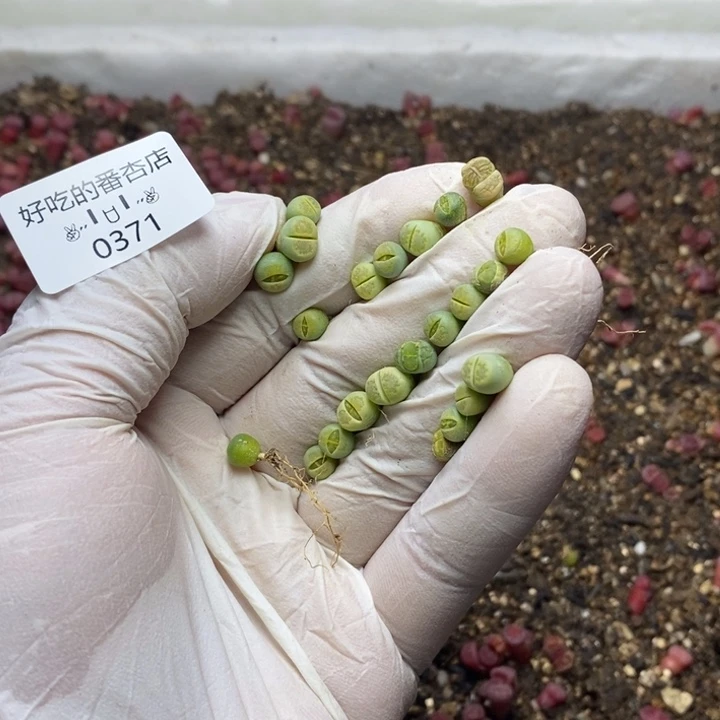 S***.0371。零下拍保温。