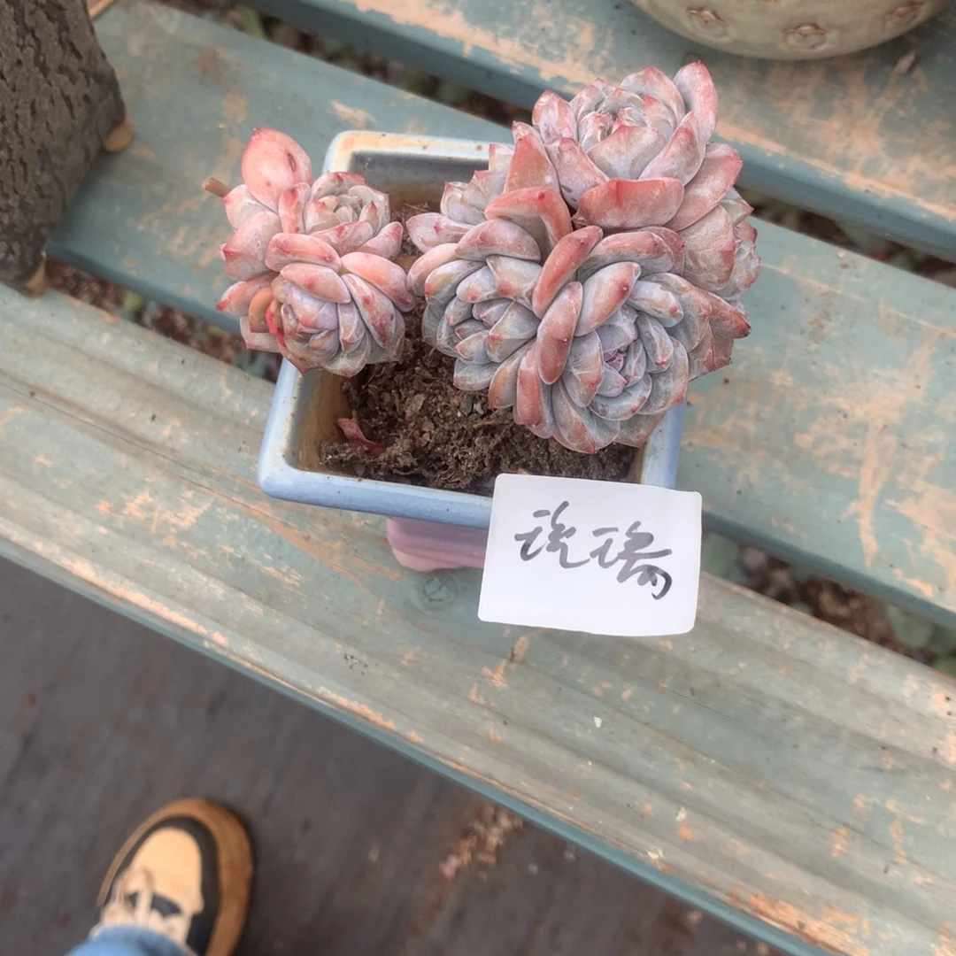 无花朵琉璃哈哈哈哈哈哈