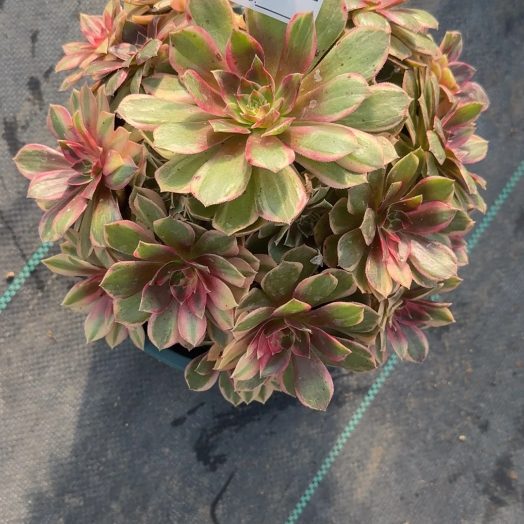 682黑膜进多肉植物发货