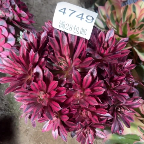 凤凰多肉多多4749