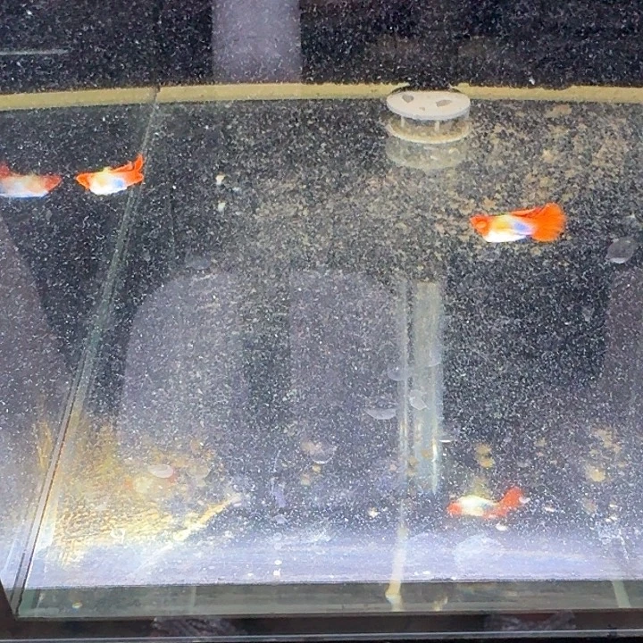 孔雀鱼圣诞帽公2条