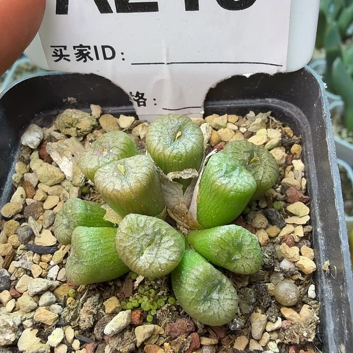 219。满38包邮肉锥