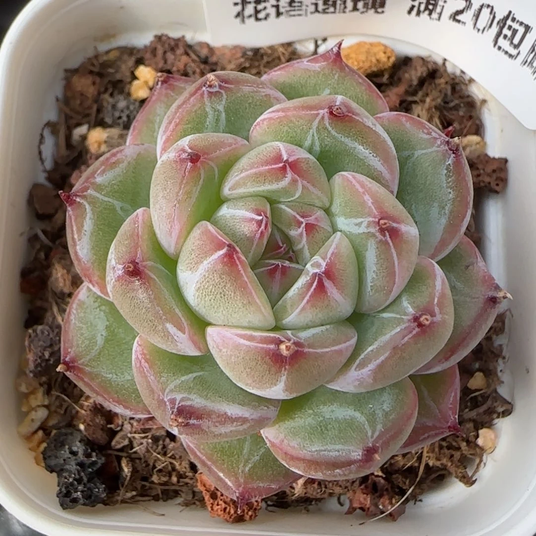 花语逸镜0130-303