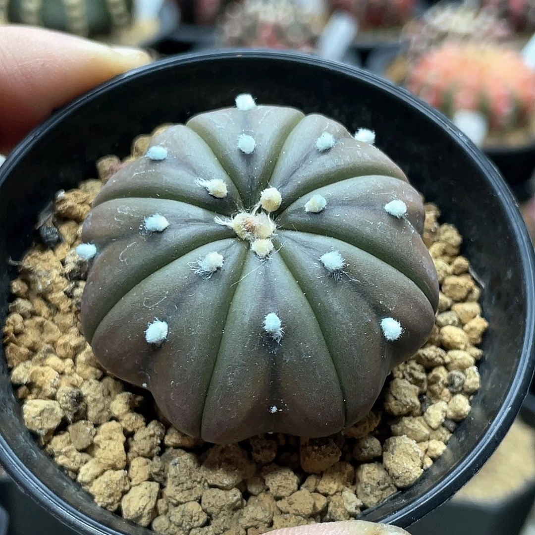 实生根系，紫皮海星兜