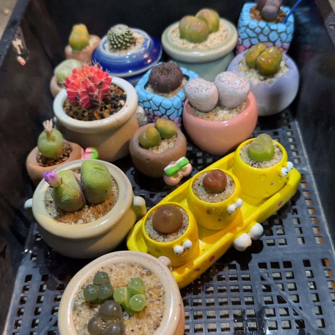 多肉植物生石花一套哇塞
