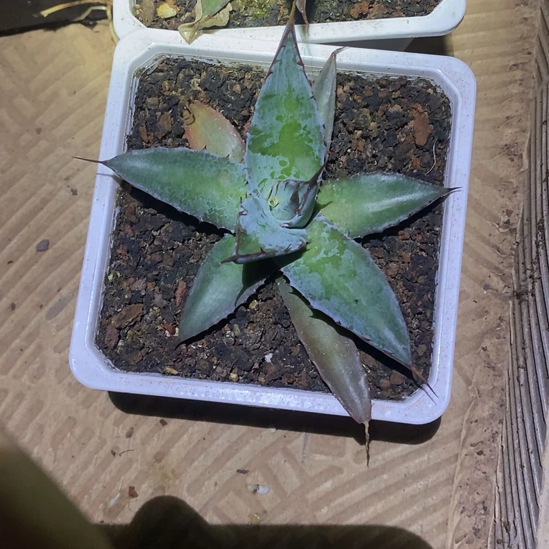 煞威仔播实生小亚亚