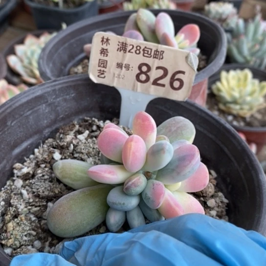 826一一一一一一一