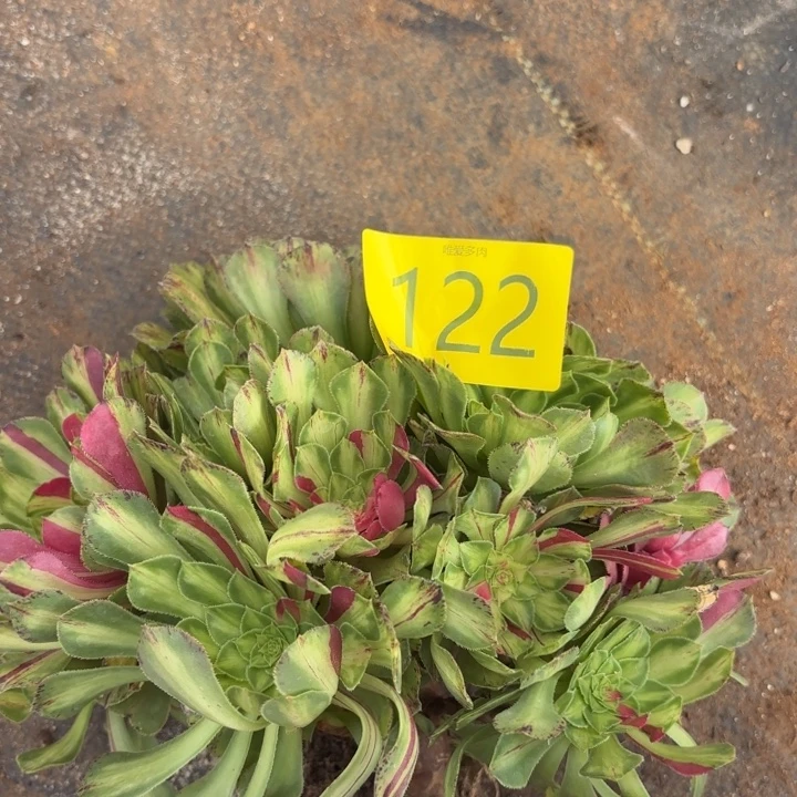 哈哈多肉葡萄福利来122