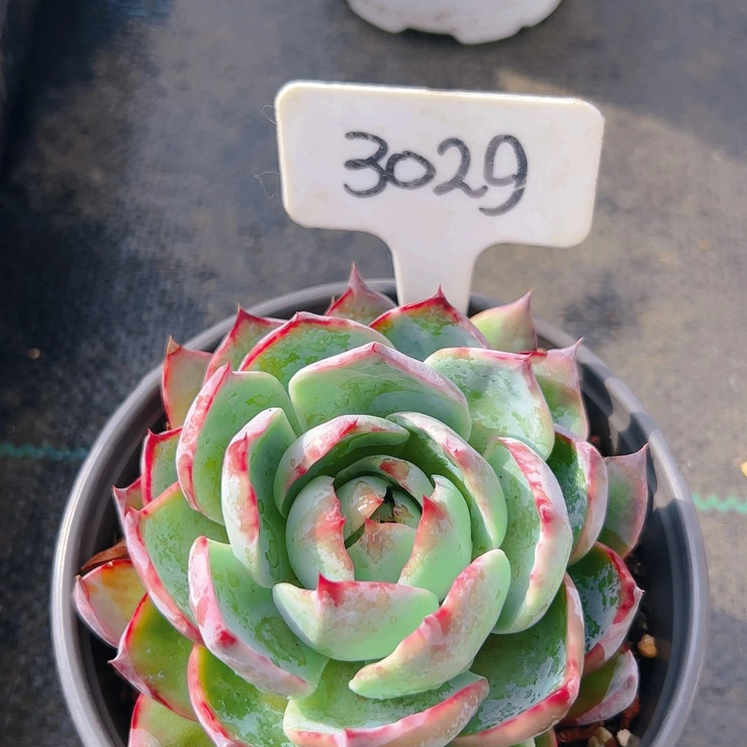 惊鸿仙子一物一拍3029号