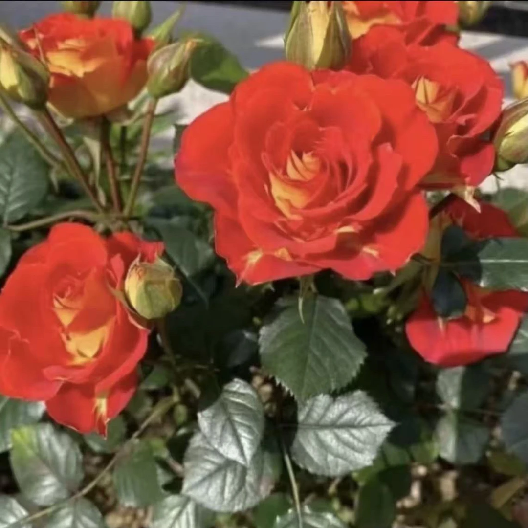 【二乔】1加仑盆多棵扦插月季花花卉绿植盆栽花卉直播四季开放