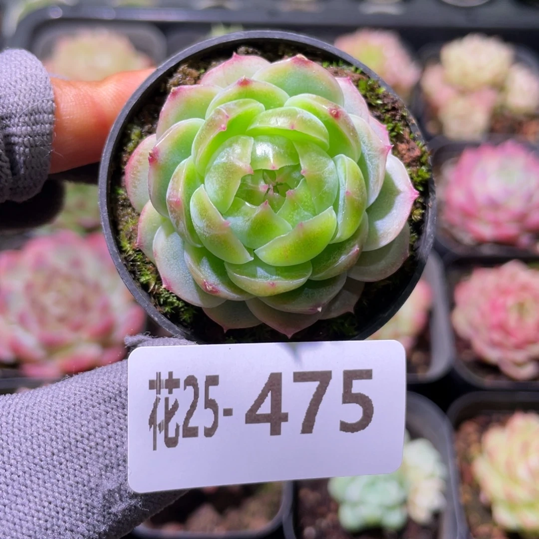 花利美25-475珍妮
