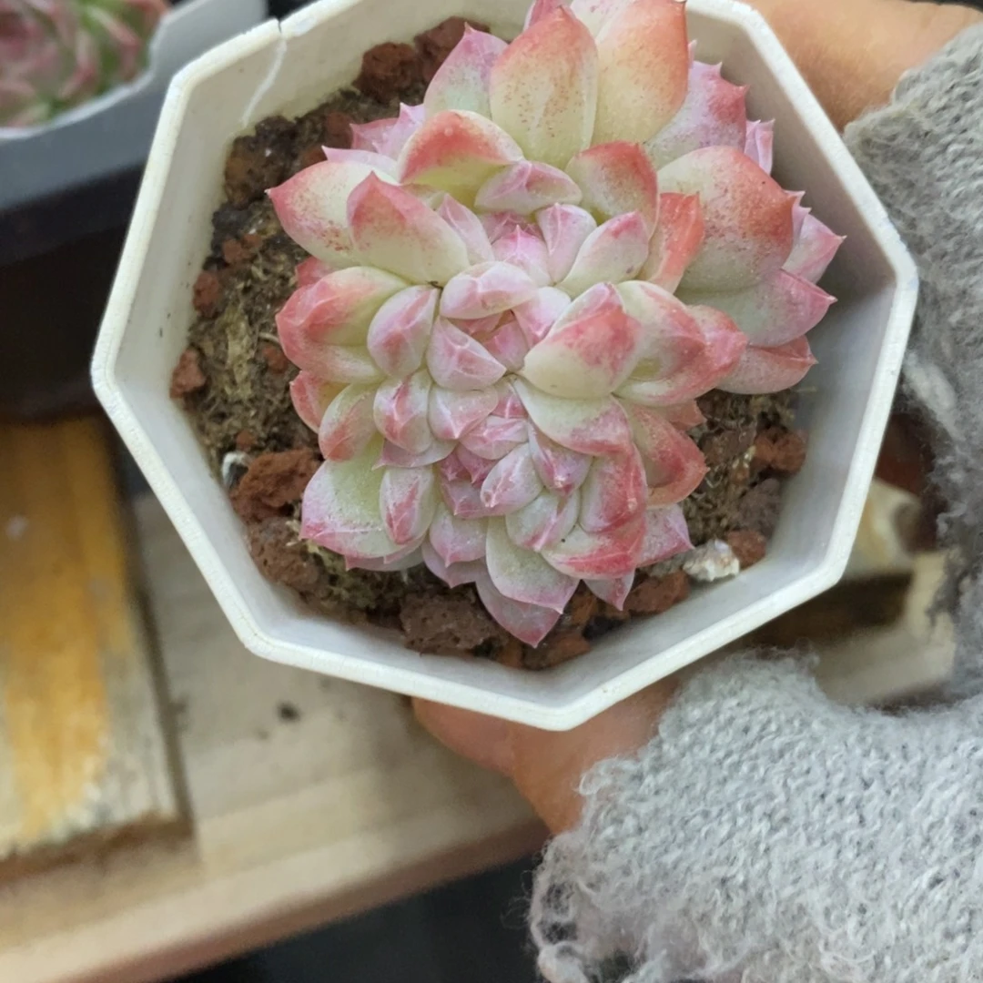 精品多肉一物一拍不包整338