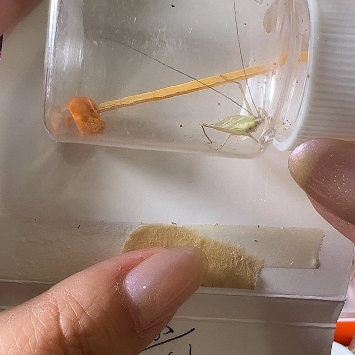 蟋蟀柬埔寨哈哈哈哈哈哈哈哈哈哈