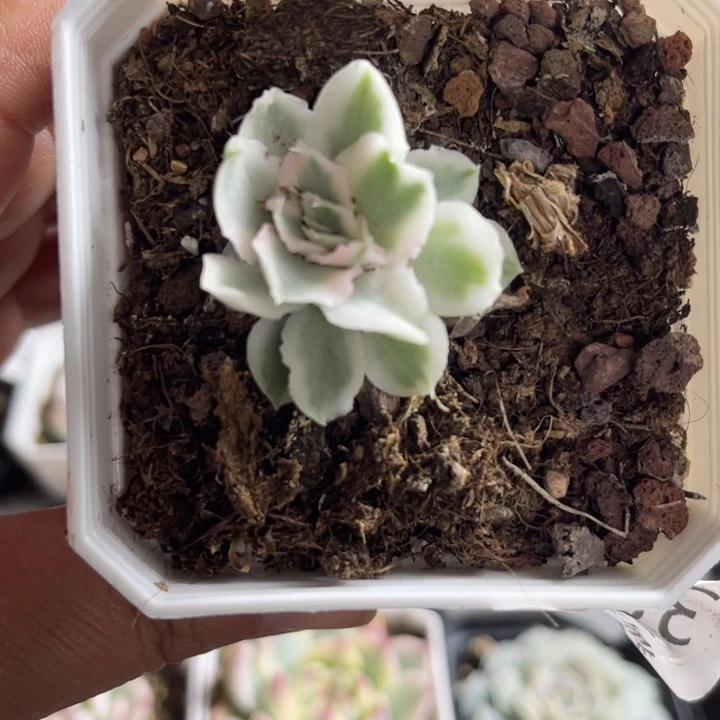 紫蝴蝶锦多肉植物652