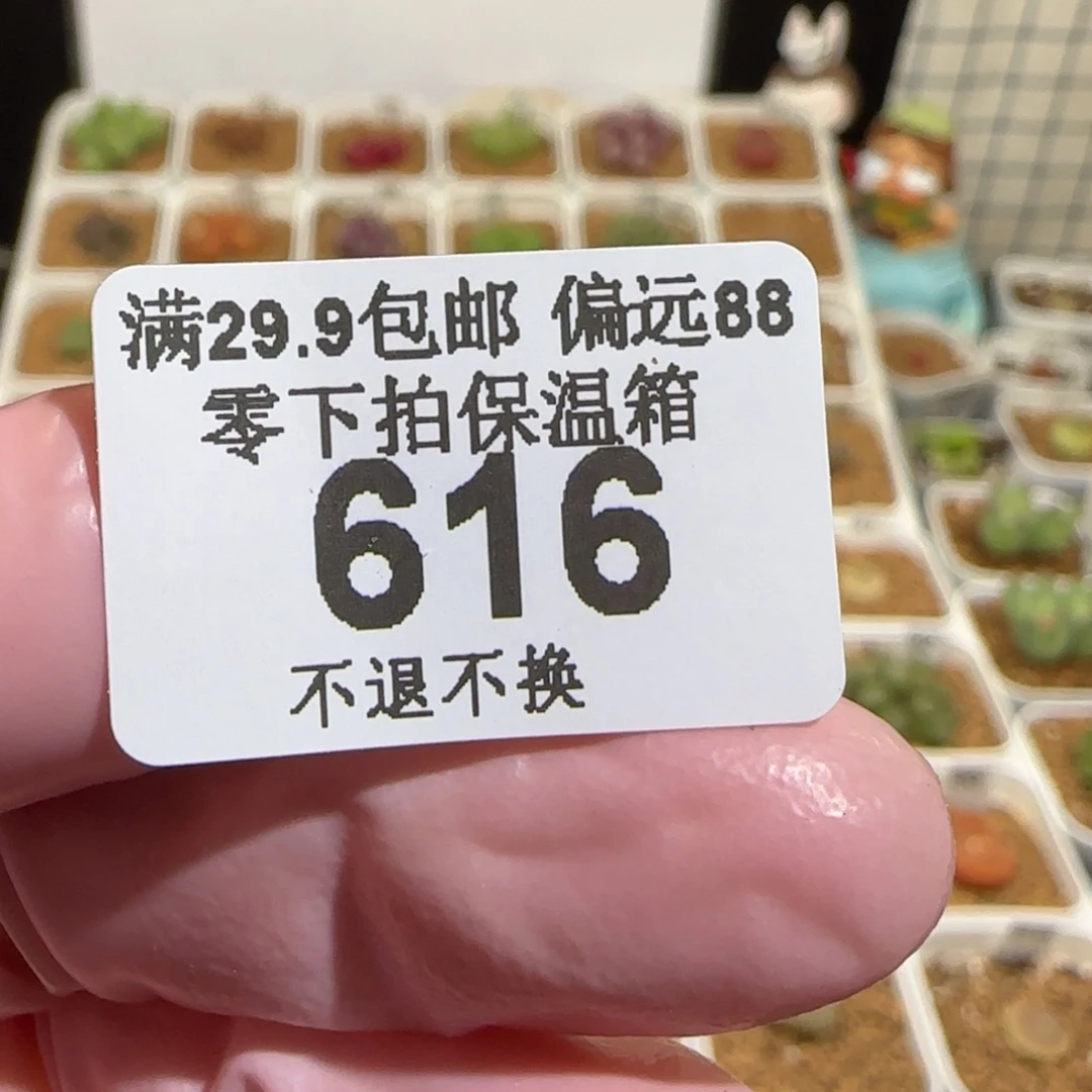 地****肉锥多肉植物组合-616
