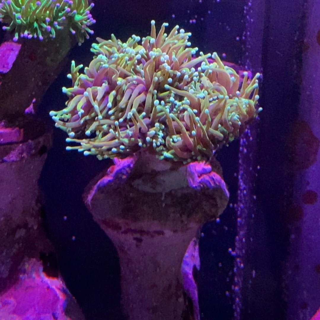 纽扣珊瑚一物一拍。