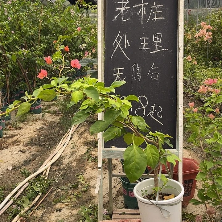 无花朵三角梅三角梅7