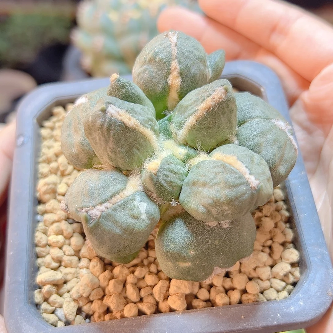 晚18号自根蛋叉尤7公分