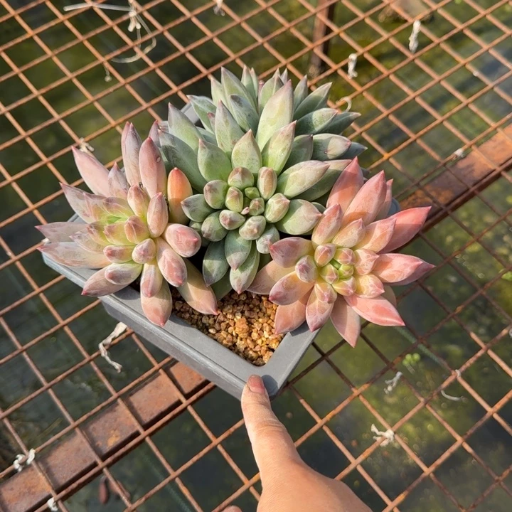 重楼多肉植物绿植