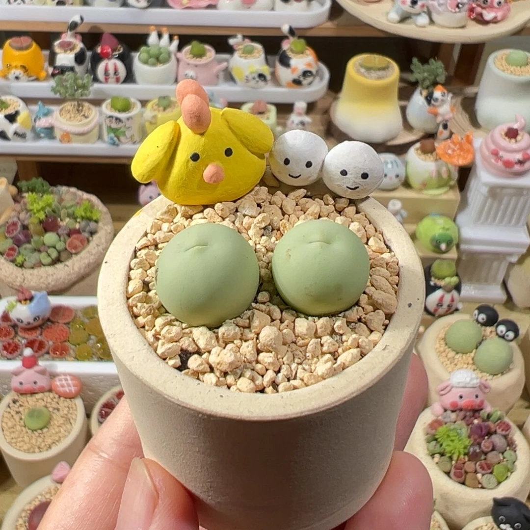 多肉植物12号鸽子蛋