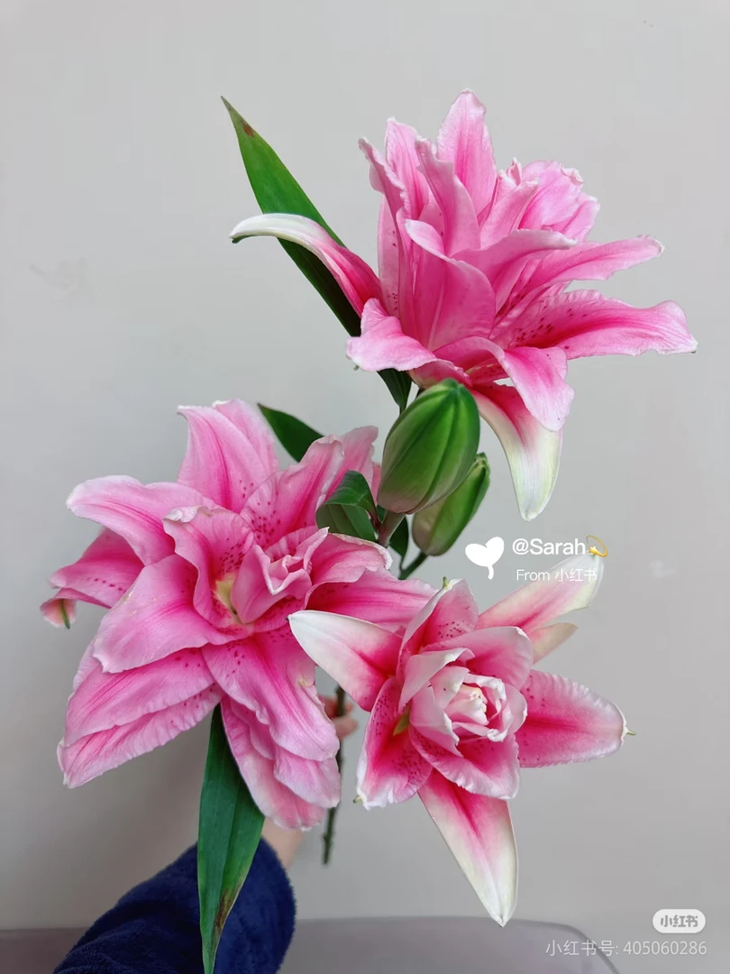 AA太平盛世重瓣百合（一单中通）