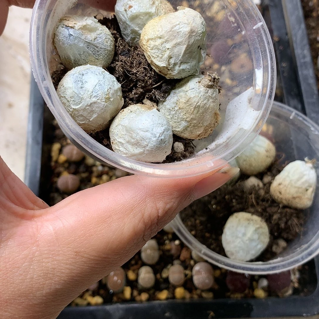G96多肉植物保护
