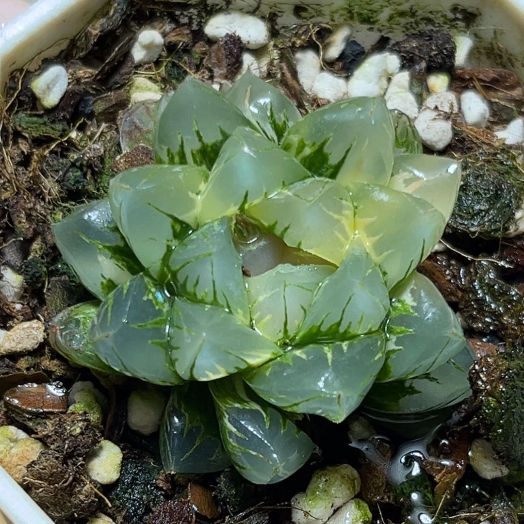 恭喜发财大吉大利857