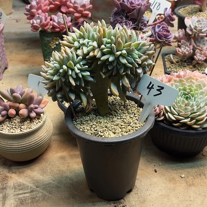 多肉植物，淡雪缀43