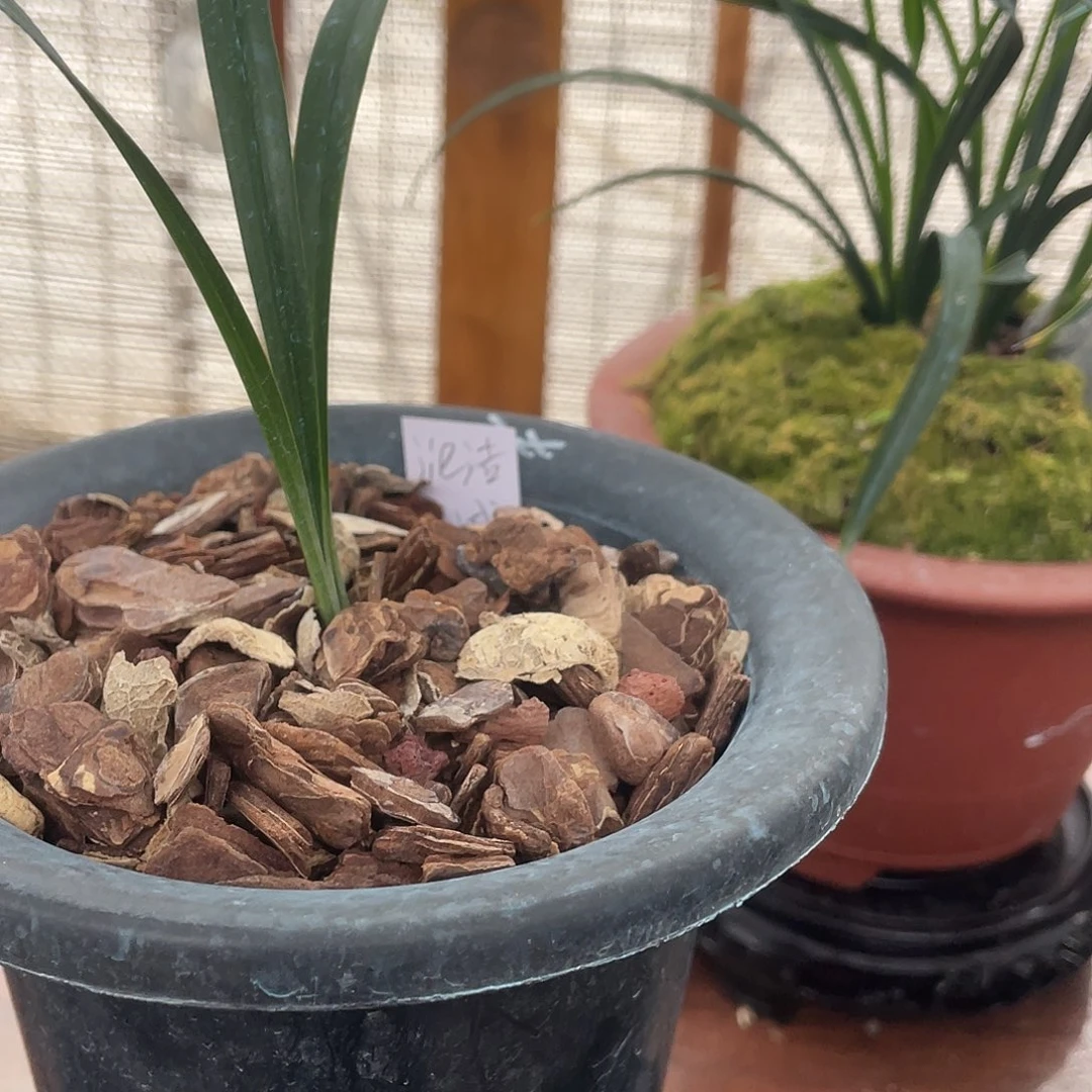 当前无花栽培后可以开花赤诚