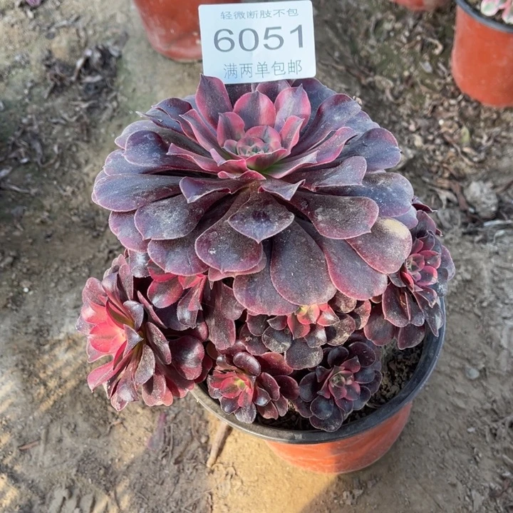 6051美杜莎的人多肉的