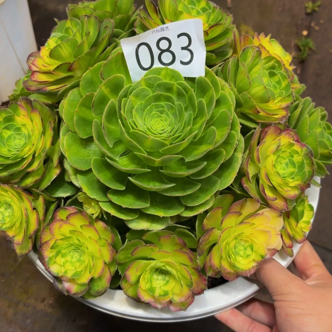 ꧁***꧂083多肉植物曼珠沙华