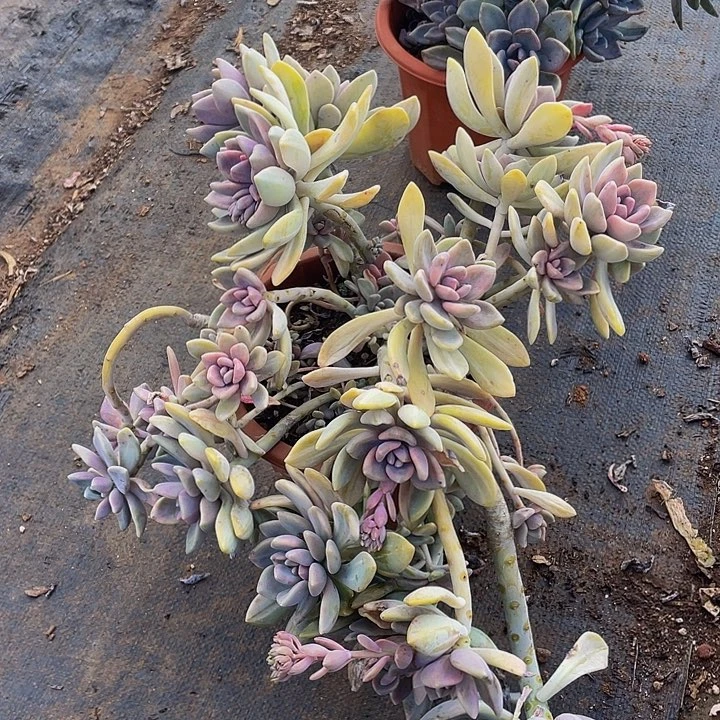 冬美人老桩多肉26.8