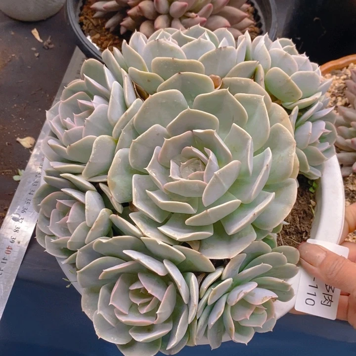 夏悅多肉0225-110安娜玫瑰