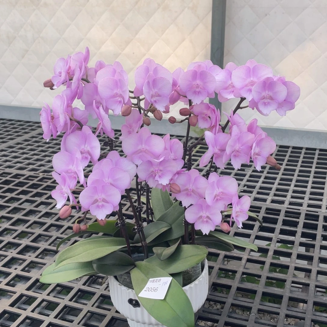 完全开放5颗神仙姐姐带盆