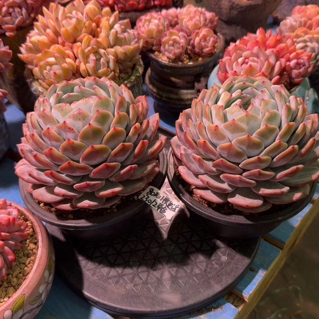 橙梦露单头带盆发货