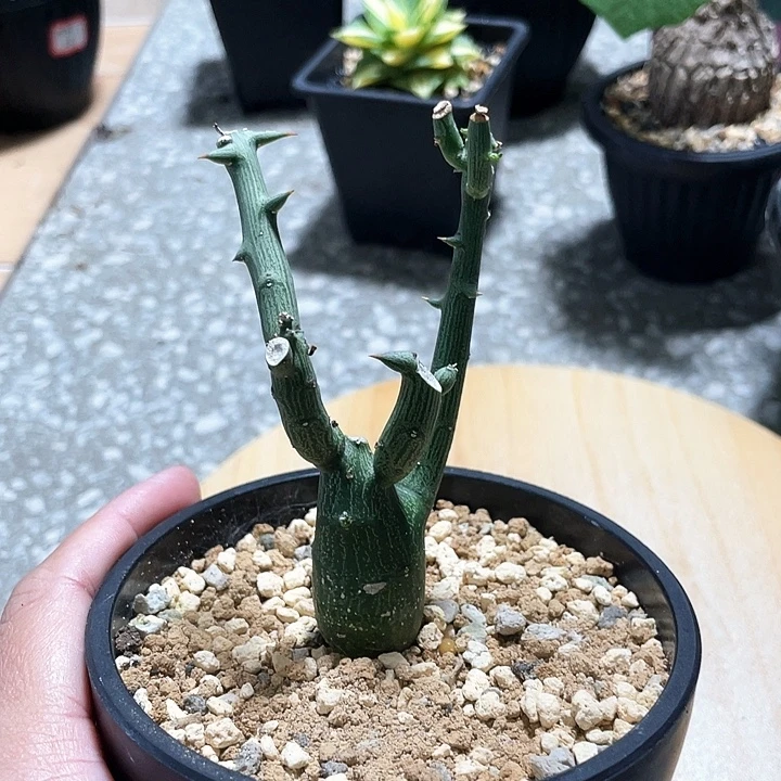 球腺曼666666666666