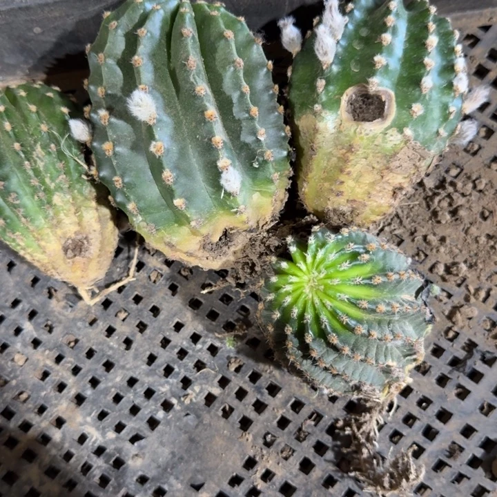 401彩草根3个有伤徒长斑脱土发货，20包邮