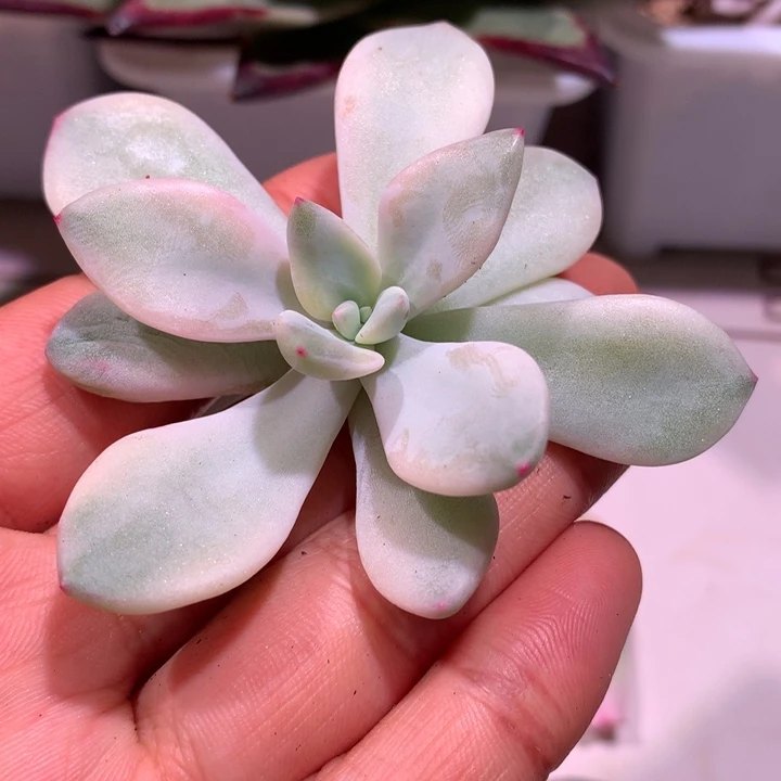 桃夭夭锦腹轮锦可嫁接