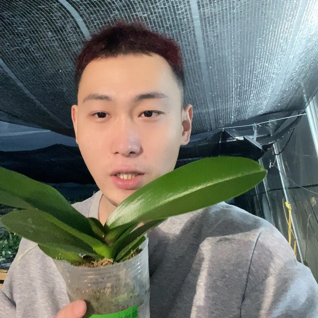 无花朵罗格蝴蝶兰