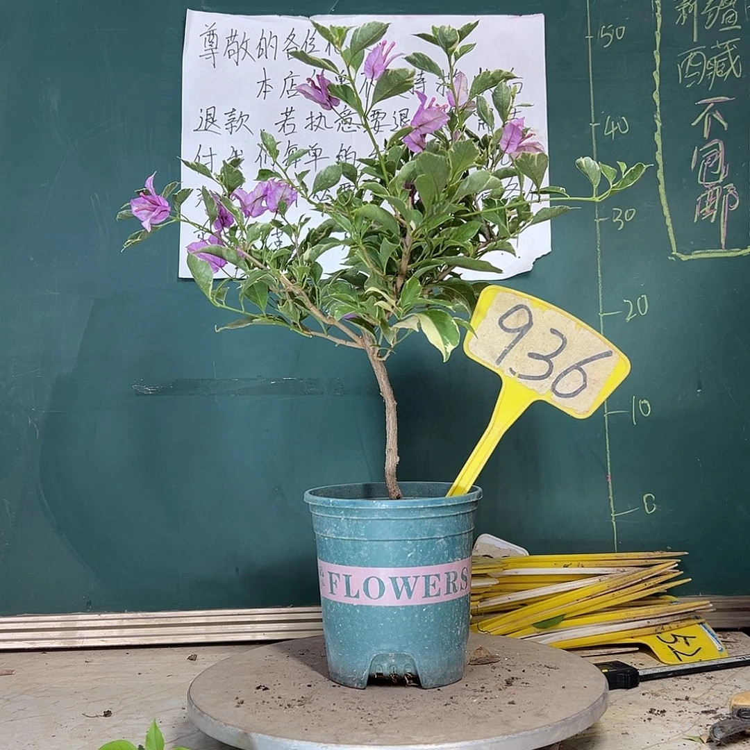 当前无花栽培后可以开花冰淇淋 936