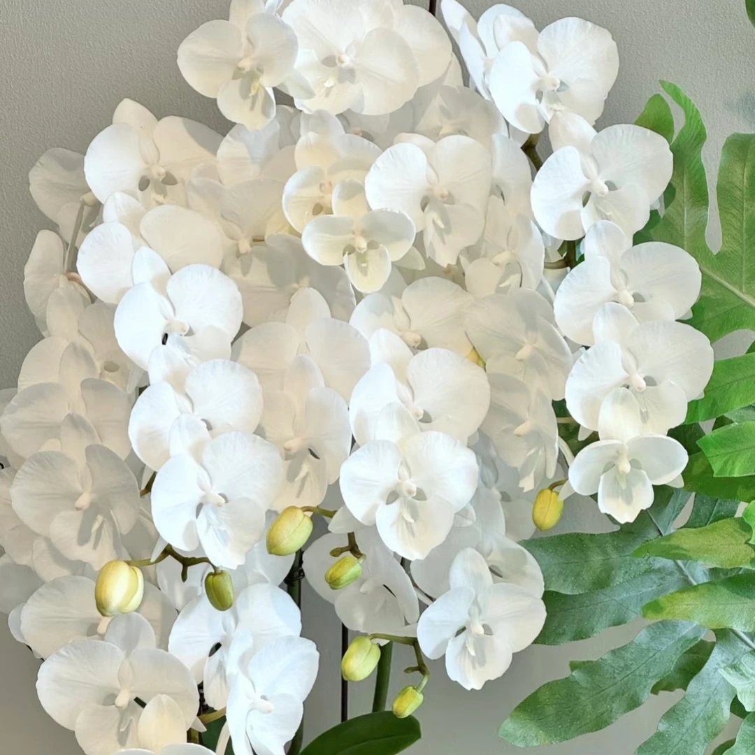 【白天鹅】3.0寸杯  保底双花剑 圆叶多层一代白天鹅