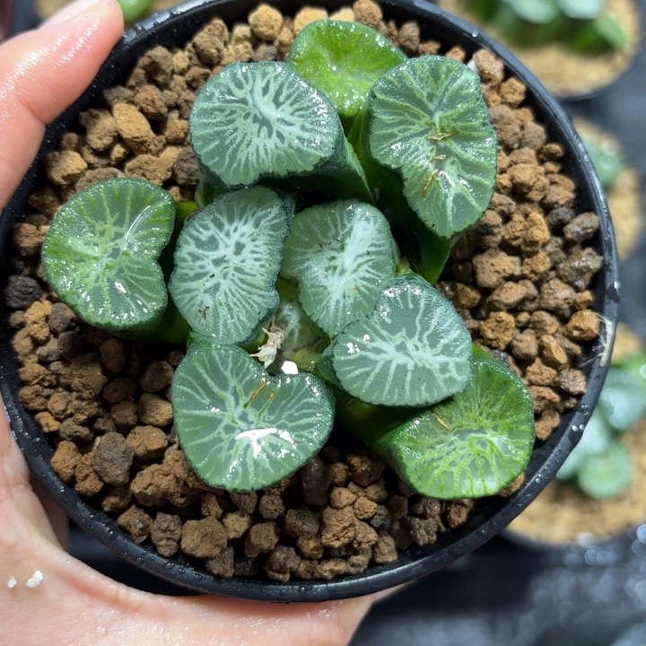 母本翡翠龙万象多肉植物