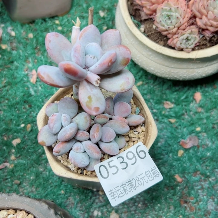 幸运儿的一句台词我